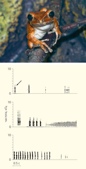 Разнообразие вокализации лягушки Polypedates leucomystax («Природа» №12, 2014)