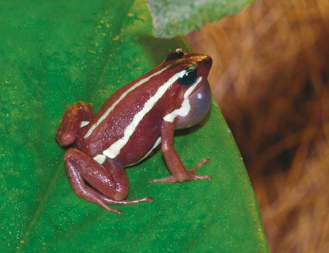 Вокализирующий самец листолаза Энтони (Epipedobates anthonyi) («Природа» №12, 2014)