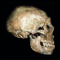 Череп неандертальца Шанидар-1 несет следы нескольких прижизненных травм