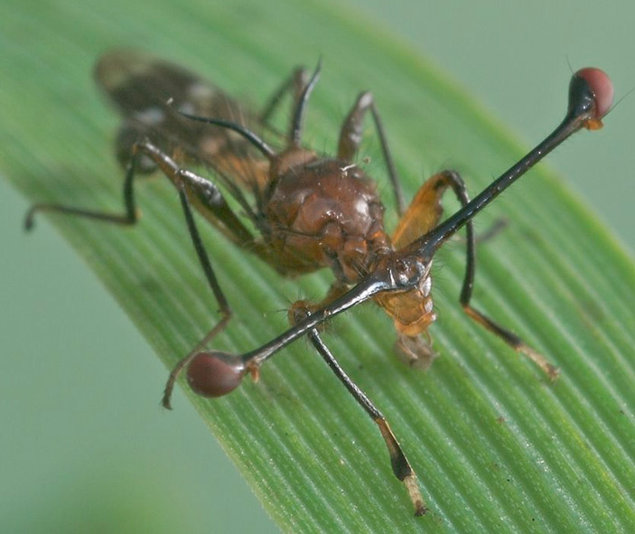 Teleopsis dalmanni, муха из семейства Diopsidae. Фото Rob Knell («ТрВ» №1(270), 15.01.2019)