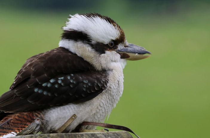 Зимородок-кукабара («Популярная механика» №1, 2019)