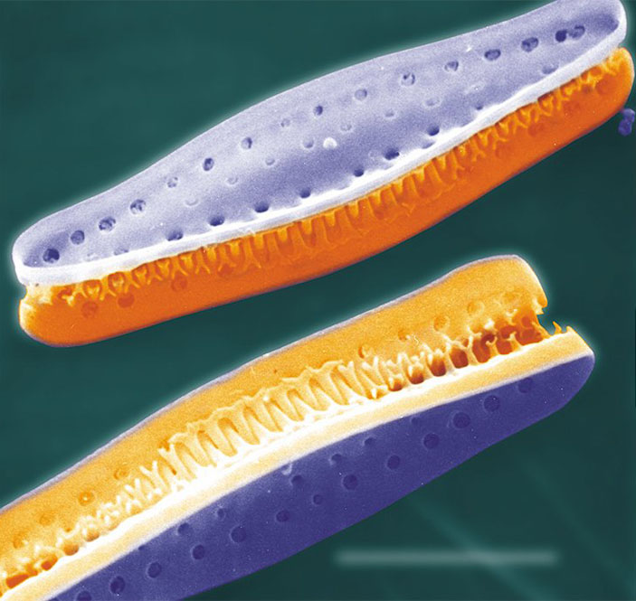 Пары соединенных створок сестринских клеток Cymatoseira («Наука из первых рук» №2(68), 2016)
