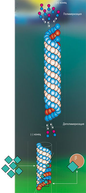 Схема работы микротрубочек и паклитаксела («Наука из первых рук» №2(68), 2016)