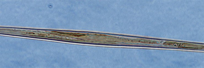 Диатомовая водоросль Synedra acus («Наука из первых рук» №2(68), 2016)