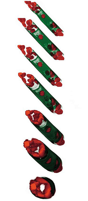 У Aulacoseira islandica при добавлении колхицина появляются сросшиеся дочерние створки («Наука из первых рук» №2(68), 2016)