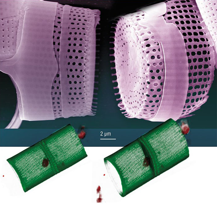 Нормальные «стаканчики» A. islandica; 3D-изображение нормальной створки Aulacoseira islandica («Наука из первых рук» №2(68), 2016)