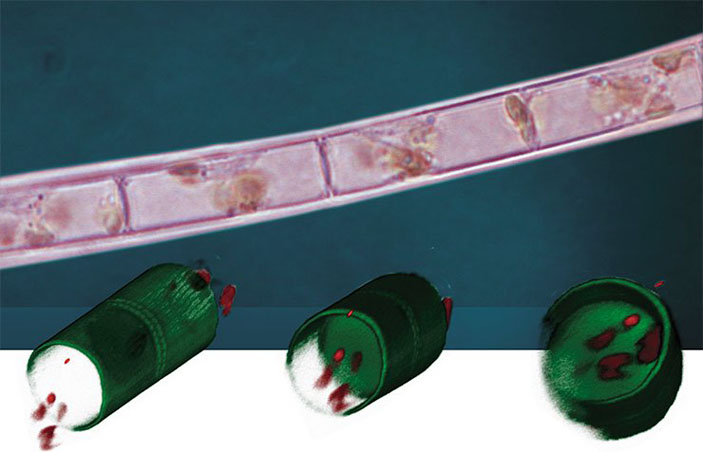 Живая колония A. islandica из лабораторной культуры, 3D-изображение нормальной створки Aulacoseira islandica («Наука из первых рук» №2(68), 2016)