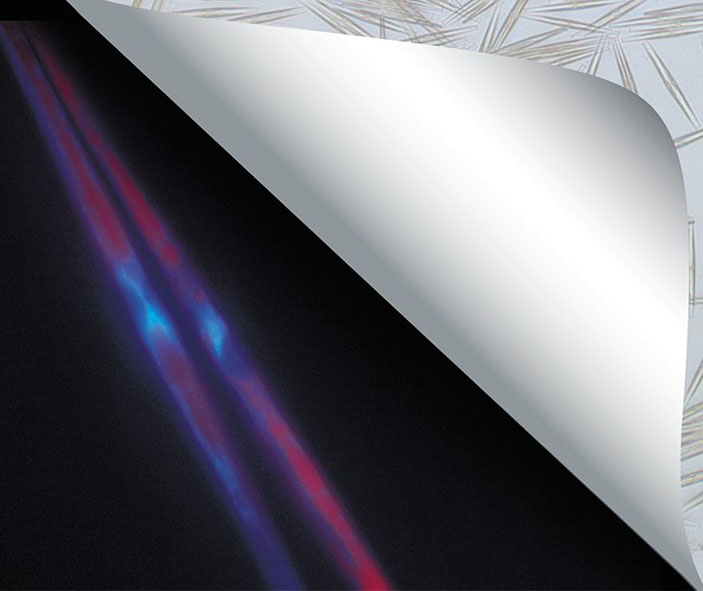 Диатомовая водоросль Synedra acus («Наука из первых рук» №2(68), 2016)