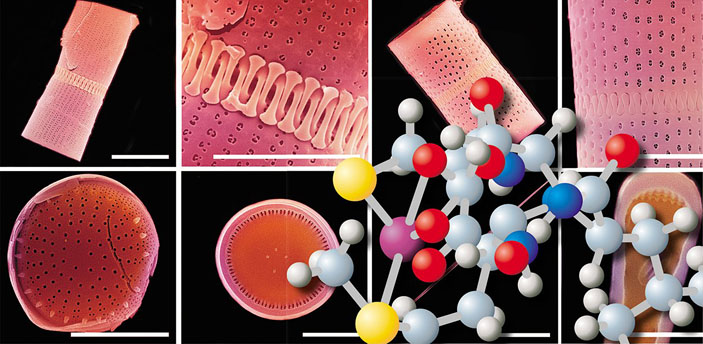 Белки-транспортеры кремния: долгий путь к открытию («Наука из первых рук» №2(68), 2016)