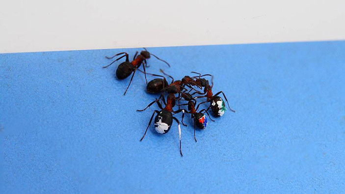 Контакт разведчика с фуражирами («Коммерсантъ Наука» №13, апрель 2019)