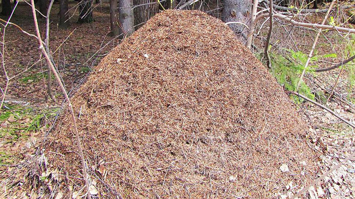 Муравейник рыжих лесных муравьев («Коммерсантъ Наука» №13, апрель 2019)