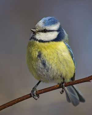 Птенцы («Коммерсантъ Наука» №13, апрель 2019)