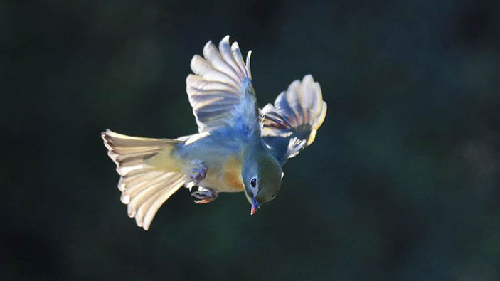 Китайский соловей («Коммерсантъ Наука» №13, апрель 2019)