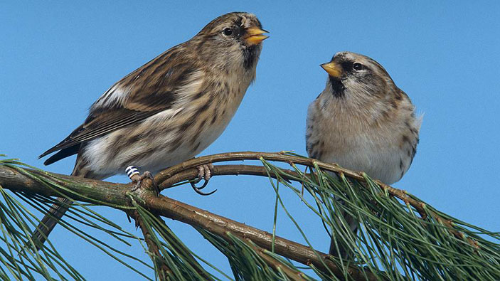 Чечетки («Коммерсантъ Наука» №13, апрель 2019)