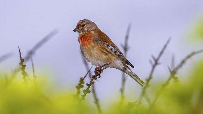 Коноплянка («Коммерсантъ Наука» №13, апрель 2019)