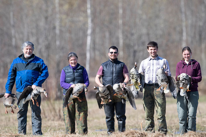 Кольцевание гусей в заказнике «Кологривская пойма» («Троицкий вариант» №8, 2019)