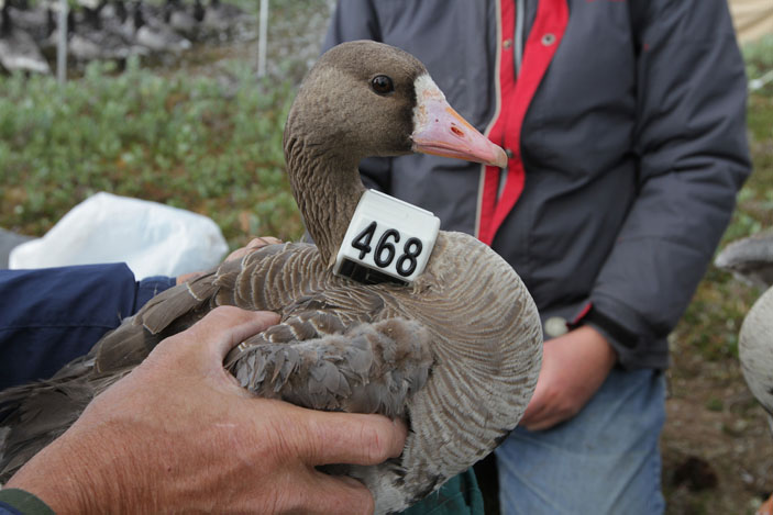 Белолобый гусь с GPS-GSM передатчиком («Троицкий вариант» №8, 2019)
