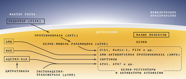 Ключевые регуляторы аутофагии («Популярная механика» №5, 2019)