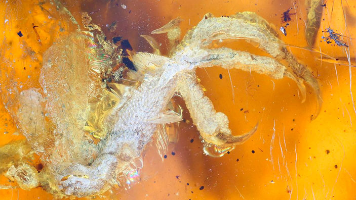 Коготь птенца в янтаре («Троицкий вариант» №10, 2019)