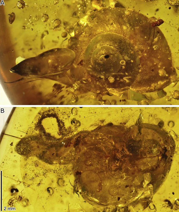 Улитка в янтаре («Троицкий вариант» №10, 2019)