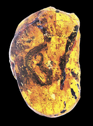 Скелет змееныша в янтаре («Троицкий вариант» №10, 2019)