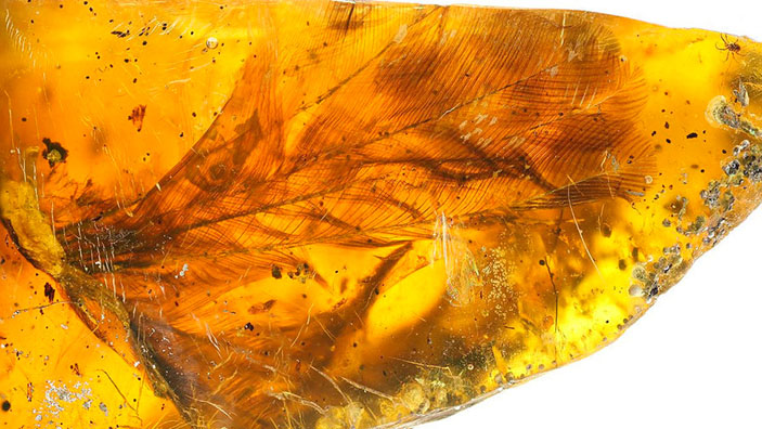 Птенец древней птицы в янтаре («Троицкий вариант» №10, 2019)