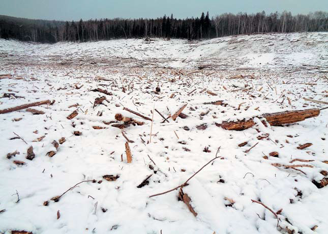 Скопления вмерзших в лед обломков древесины в акватории водохранилища («Природа» №4, 2019)