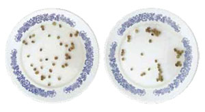 Семена, плавающие в тарелке с водой («Квантик» №8, 2018)