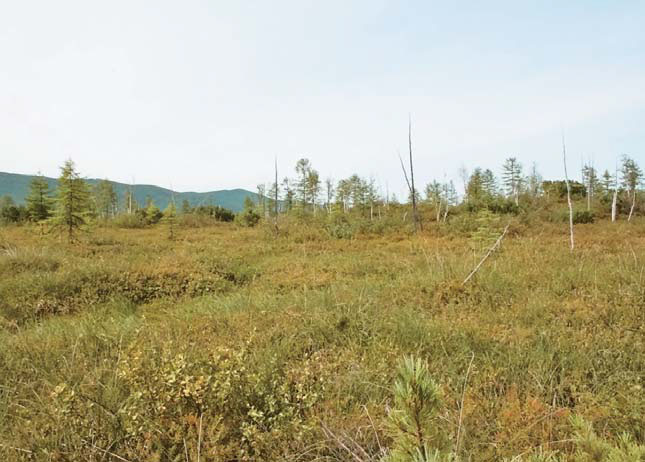 Бугристая марь в нижнем течении р. Ульбан («Природа» №8, 2017)