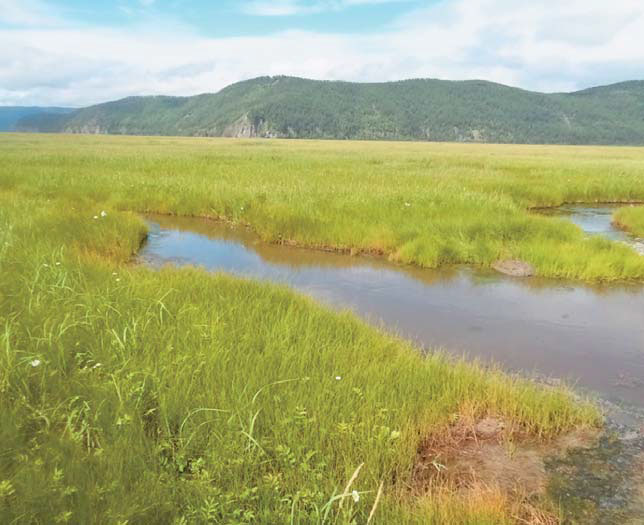 Морские заливные луга — северные марши («Природа» №8, 2017)