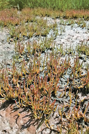 Солерос европейский («Природа» №8, 2017)