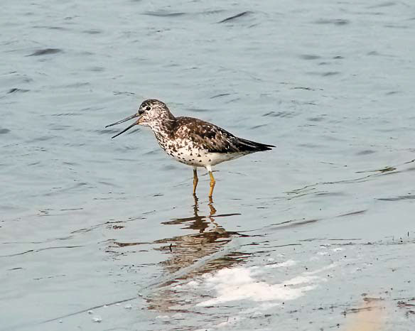 Охотский улит («Природа» №8, 2017)