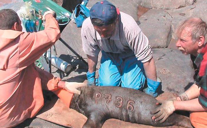 Метка (тавро), поставленная щенку сивуча, сохраняется на его теле всю жизнь, что позволяет зоологам получать массу интересной и разнообразной информации («Природа» №6, 2008 г.)