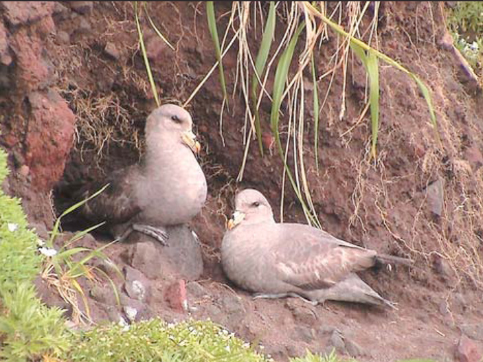 Чета глупыша. Своеобразная «трубочка» на его надклювье предохраняет ноздри от попадания в них морских брызг во время многочасовых полетов птицы над самой поверхностью воды в поисках пищи («Природа» №6, 2008 г.)