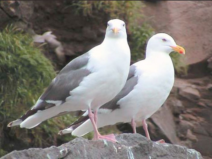 Тихоокеанские морские чайки присутствуют почти на любом птичьем базаре. В гнездовой период их рацион состоит преимущественно из яиц и птенцов других морских птиц («Природа» №6, 2008 г.)