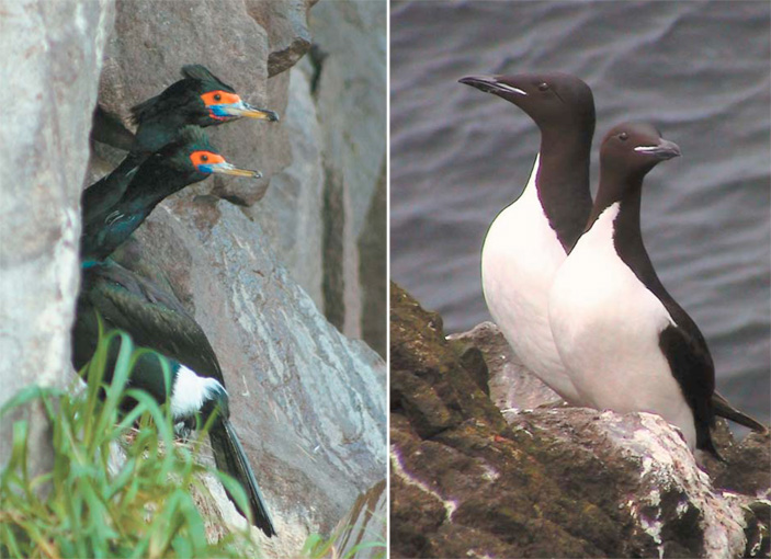 Краснолицые бакланы (слева) гнездятся небольшими колониями на скалах. От берингова баклана отличаются более толстой шеей, красным «лицом» и синей кожей вокруг клюва. \nТолстоклювые кайры (справа) селятся на карнизах крутых обрывов острова, часто образуя совместные поселения с обыкновенными моевками