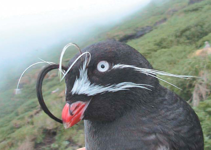 Своеобразный брачный наряд малой конюги придает ей очень необычный и привлекательный вид («Природа» №6, 2008 г.)