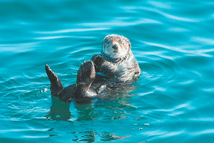 Курильский калан — один из трех подвидов единственного в роде вида, эндемичного для северной части Тихого океана («Природа» №6, 2008 г.)
