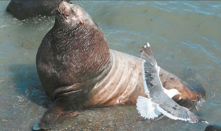 Самец сивуч, спасающийся в воде от перегрева в теплый солнечный день («Природа» №6, 2008 г.)