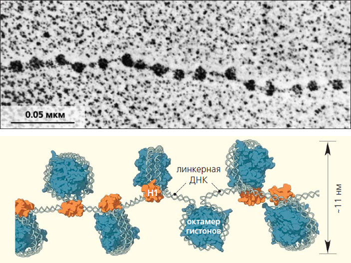 Рис. 1. Нуклеосомы («Природа» №11, 2017)