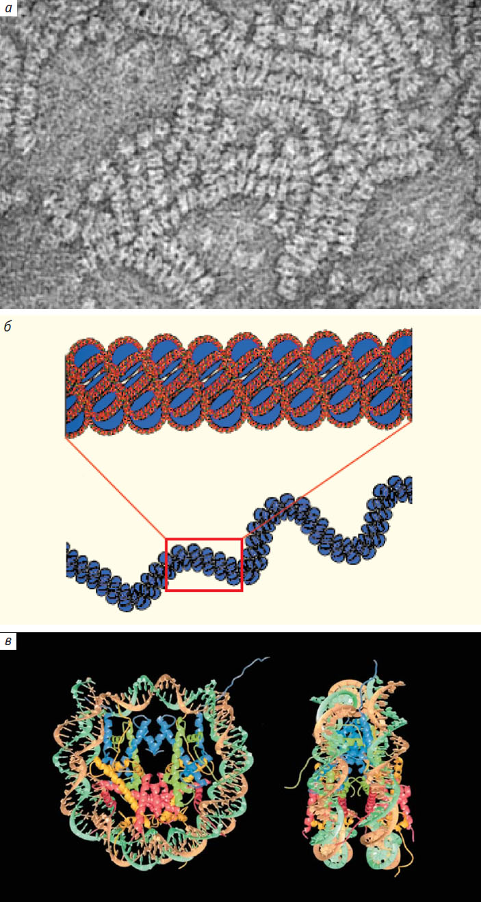 Рис. 2. Электронная микрофотография нуклеосом, уложенных в стопки; хроматиновая фибрилла в виде соленоида; структурная модель нуклеосомы («Природа» №11, 2017)