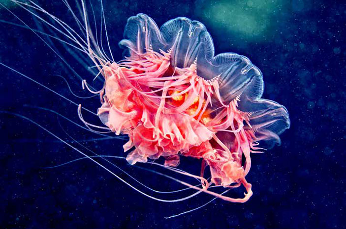 Цианея Цетлина («Химия и жизнь» №7, 2019)