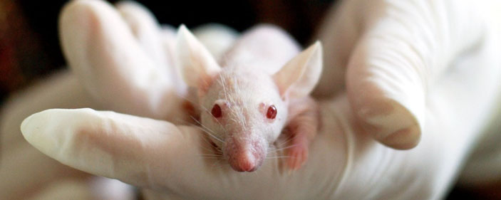 Лабораторная мышь («Популярная механика» №6, 2019)