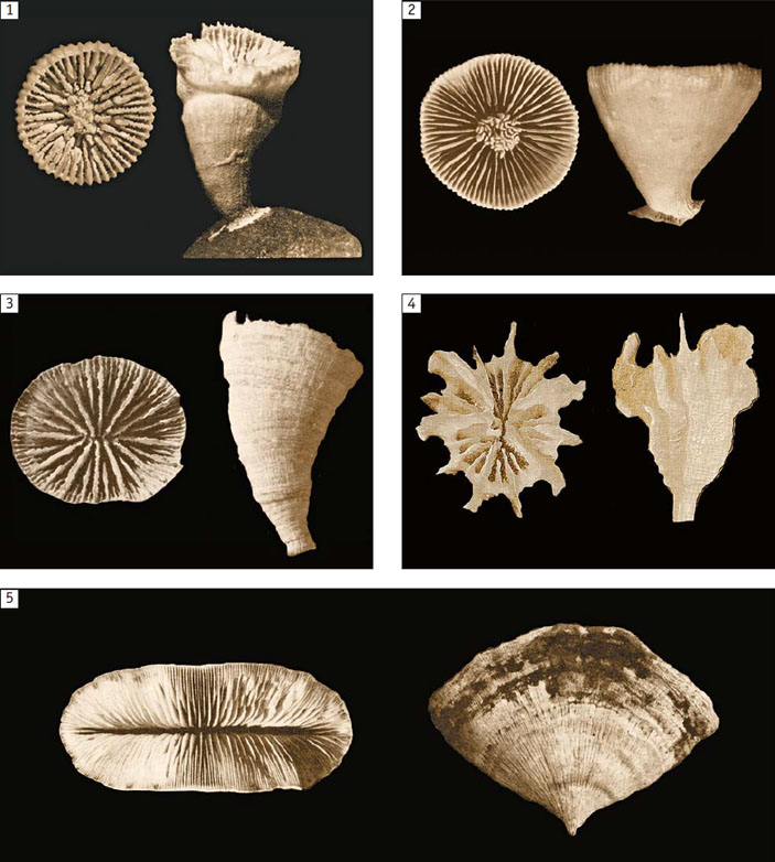 Рис. 1. Склерактиниевые кораллы-эндемики, имеющие циркумполярное распространение («Природа» №2, 2018)