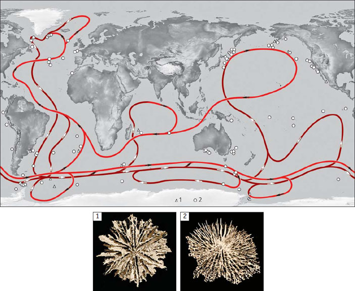 Рис. 2. Карта распространения абиссальных одиночных космополитов («Природа» №2, 2018)