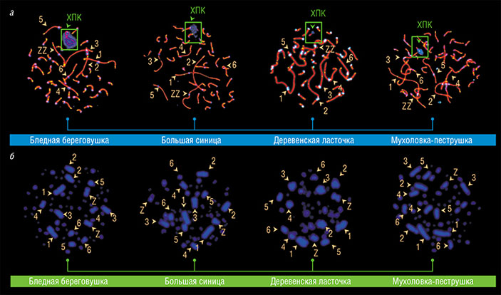 ХПК обнаружена в сперматоцитах бледной береговушки, большой синицы, деревенской ласточки и мухоловки-пеструшк, но в клетках костного мозга этих птиц она отсутствует («Наука из первых рук» №3(83), 2019)