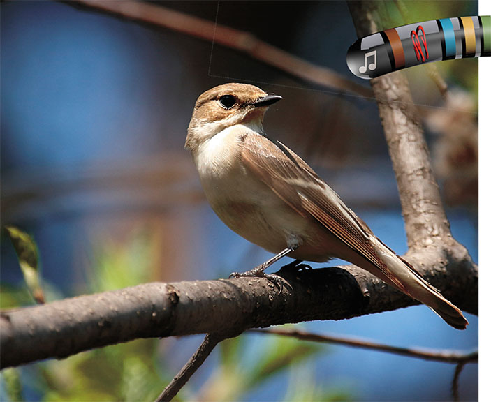 У мухоловки-пеструшки также обнаружена ХПК («Наука из первых рук» №3(83), 2019)