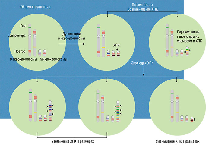 Сценарий возникновения и эволюции ХПК \n(«Наука из первых рук» №3(83), 2019)