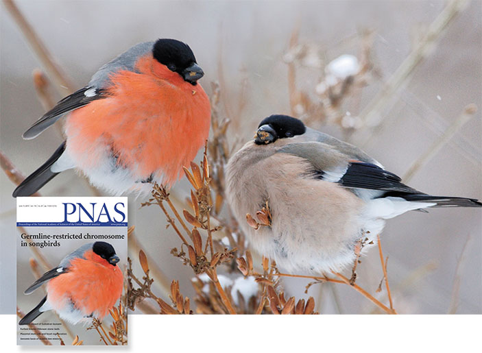 Снегирь на обложке журнала Proceedings of the National Academy of Sciences («Наука из первых рук» №3(83), 2019)