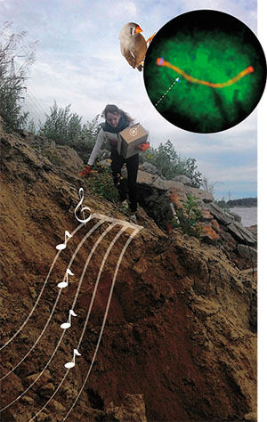 Орнитолог («Наука из первых рук» №3(83), 2019)